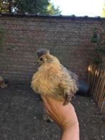 Zijdehoender hen, Dieren en Toebehoren, Pluimvee