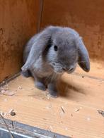 Voedster mini lopje, Dieren en Toebehoren, Konijnen