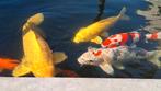 Japanse koi, Dieren en Toebehoren