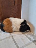 Cavia, Dieren en Toebehoren, Knaagdieren, Cavia, Mannelijk, Tam, Oktober