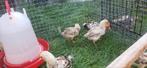 Ko shamo kuikens kaartjes, Dieren en Toebehoren, Pluimvee
