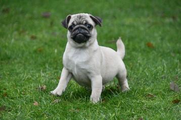 Mopshond pups te koop - Mops beschikbaar voor biedingen