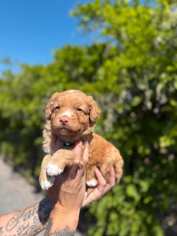 Nova scotia duck tolling retriever pups  beschikbaar voor biedingen