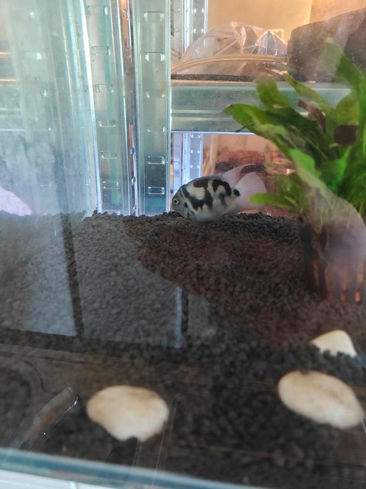 Bewezen koppels Polar bleu en albino Parrot chicliden, Dieren en Toebehoren, Vissen | Aquariumvissen