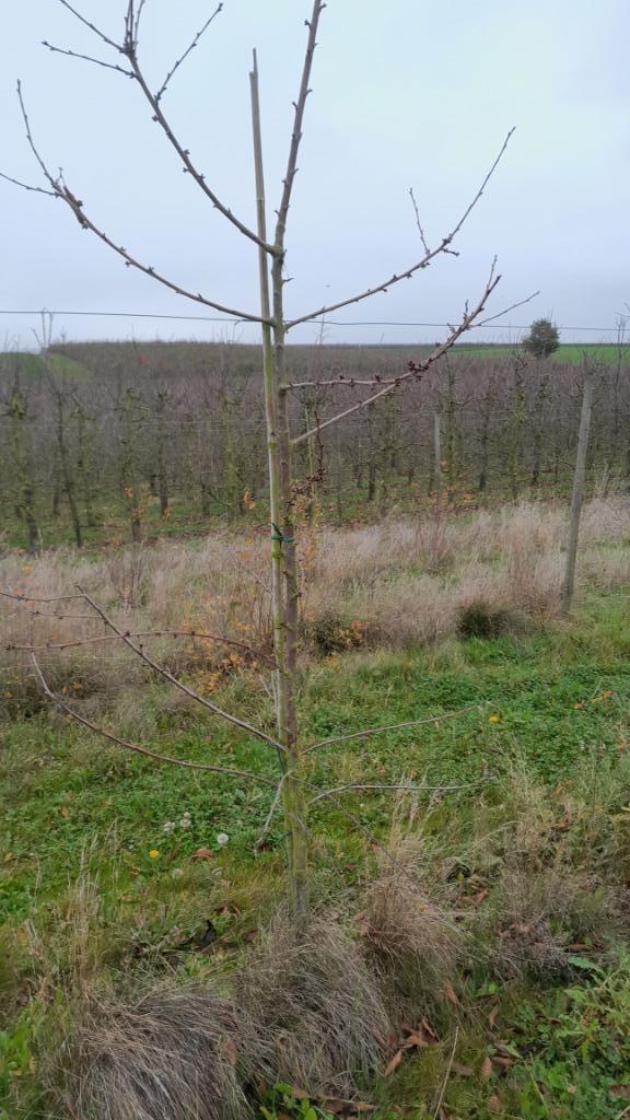 70 bomen kordia gaan nu hun 4de jaar in, Zakelijke goederen, Landbouw | Werktuigen, Bollenteelt, Boomteelt, Fruitteelt, Serretuinbouw