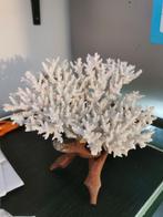 corail, Antiek en Kunst, Ophalen of Verzenden