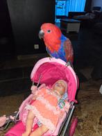 Papegaai met kooi en toebehoren, Dieren en Toebehoren, Ophalen of Verzenden, Metaal, Overige typen