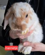 Dwergkonijntjes, Dieren en Toebehoren, Konijnen, Mannelijk, Dwerg, 0 tot 2 jaar