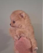 Pomeranian puppy, Dieren en Toebehoren, Honden | Poolhonden, Keeshonden en Oertypen, België, Keeshond, CDV (hondenziekte), 8 tot 15 weken