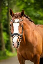 Super brave en lieve pony, Dieren en Toebehoren, Paarden, Merrie