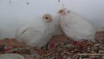 Caille de chine 6 semaines, Animaux & Accessoires, Oiseaux | Oiseaux Autre, Mâle