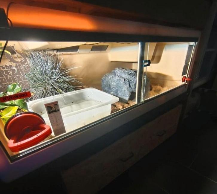 Terrarium Herptek 150x70x50 + inwoners, Dieren en Toebehoren, Reptielen en Amfibieën | Toebehoren, Zo goed als nieuw, Terrarium of Paludarium