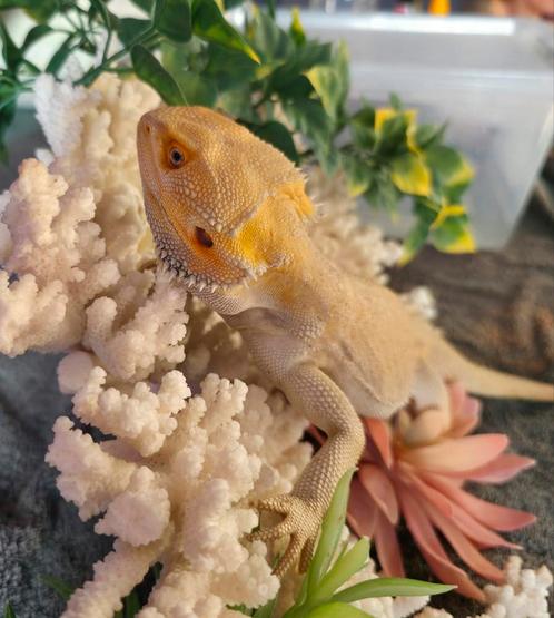 Zeer mooie en rustige witblits baardagaamman, Dieren en Toebehoren, Reptielen en Amfibieën, Hagedis, 3 tot 6 jaar, Tam
