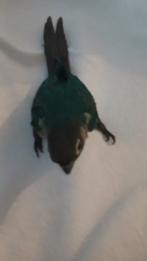 Pyrrhura heel lief tam, Dieren en Toebehoren, Geringd