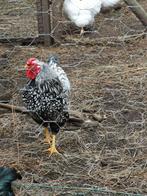 wyandotte krielen, Dieren en Toebehoren, Mannelijk