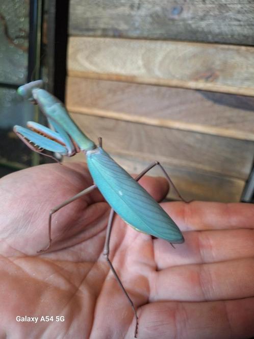 Bidsprinkhaan, bidsprinkhanen, Dieren en Toebehoren, Insecten en Spinnen