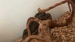 boa imperator koppel, Dieren en Toebehoren, Reptielen en Amfibieën, Slang, Tam, 0 tot 2 jaar