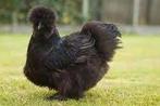 Poules nègres soies de toutes les couleurs. 6 mois., Poule ou poulet