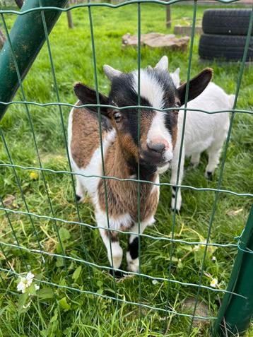 Dwerggeiten bokje, Mâle, Chèvre, 0 à 2 ans
