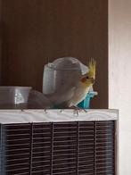 Vogels met kooi., Dieren en Toebehoren, Ophalen