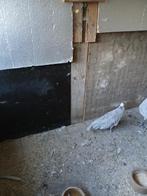 Pauw, Dieren en Toebehoren, Augustus