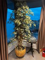 Ficus boom (240cm) met rijdende pot/mand., Enlèvement