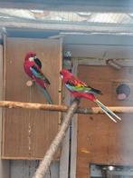 Koppel rosella, Dieren en Toebehoren