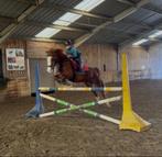 11 jarige C pony, Dieren en Toebehoren, Ruin, C pony (1.27m tot 1.37m), Gechipt, 11 jaar of ouder