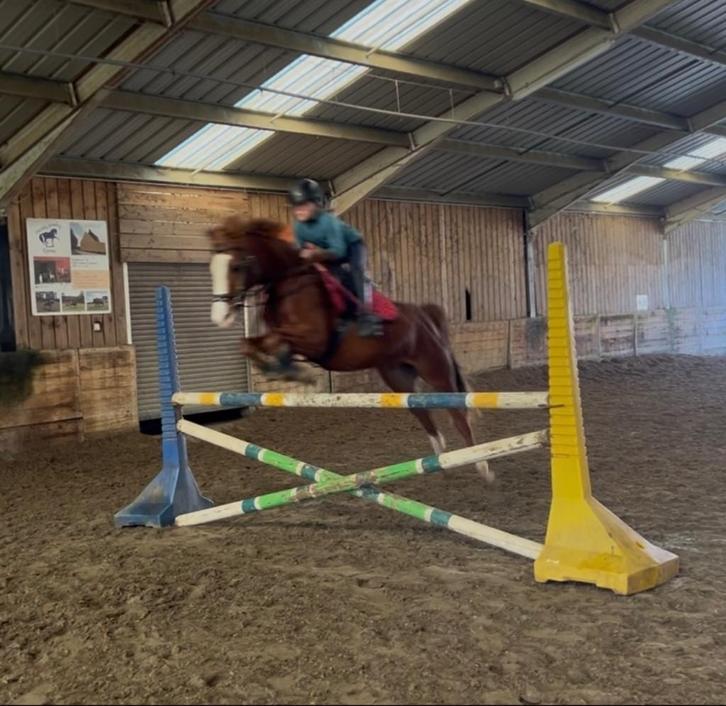 11 jarige C pony, Dieren en Toebehoren, Pony's, Ruin, C pony (1.27m tot 1.37m), 11 jaar of ouder, Gechipt, Ontwormd, Ingeënt