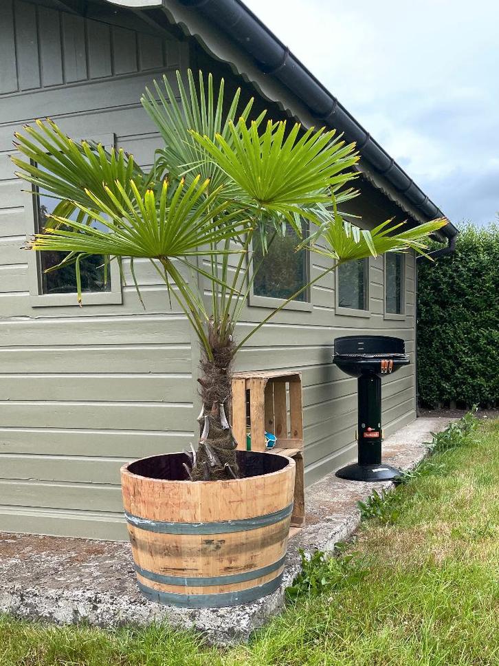 Halve Wijnvaten van 225L / Bloembak / Vijver vanaf 65€, Jardin & Terrasse, Bacs à fleurs & Jardinières, Utilisé, Bois, Intérieur