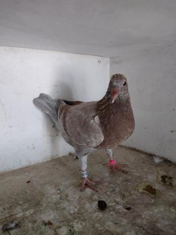 Pieper
