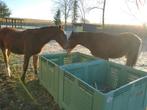 Freiberger hengsten veulen, Dieren en Toebehoren, Minder dan 160 cm, Gechipt, Niet van toepassing, 0 tot 2 jaar