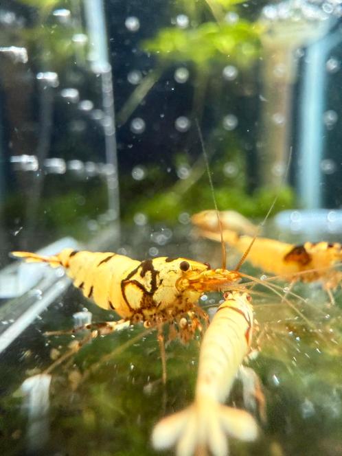 Black crystals, Dieren en Toebehoren, Vissen | Aquariumvissen