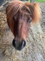 Shetlander ruin, Ruin, A pony (tot 1.17m), Gechipt, 7 tot 10 jaar