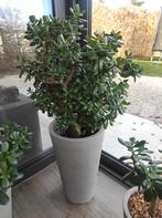 Vetplant crassula in bloei met pot, Tuin en Terras, Ophalen, In pot