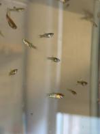 Endler guppen, Dieren en Toebehoren, Vissen | Aquariumvissen