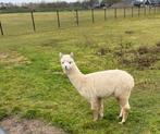 Mooie stamboom alpaca hengst te koop!, Dieren en Toebehoren