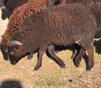 Ouessant ram