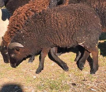 Ouessant ram beschikbaar voor biedingen