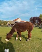 Tamme alpaca merrie, Février, Femelle