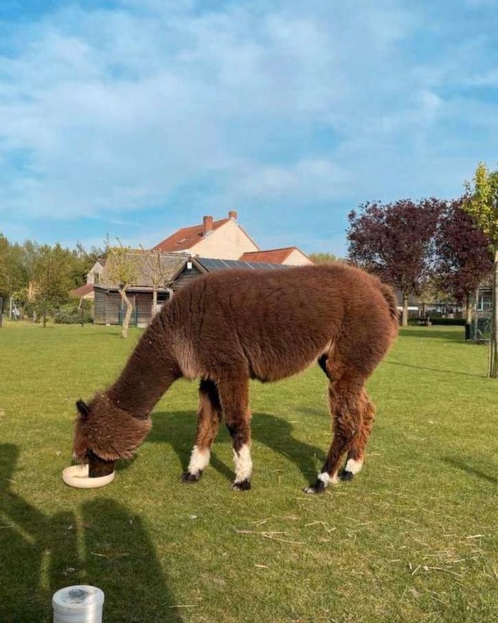 Tamme alpaca merrie, Dieren en Toebehoren, Overige Dieren, Vrouwelijk, Februari