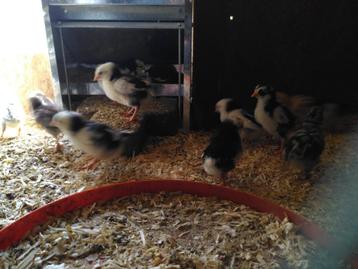 kuikens Leghorn Exchequer / Rhode Island Red / Campine beschikbaar voor biedingen