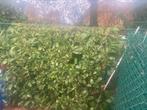 +~ 14 m laurierhaag 1.50.m weg voor 15 euro, Ophalen, Laurier, Haag, 100 tot 250 cm