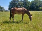New Forest Ruin Grote D pony, Dieren en Toebehoren, Pony's, Gechipt, Ruin, 0 tot 2 jaar, Onbeleerd