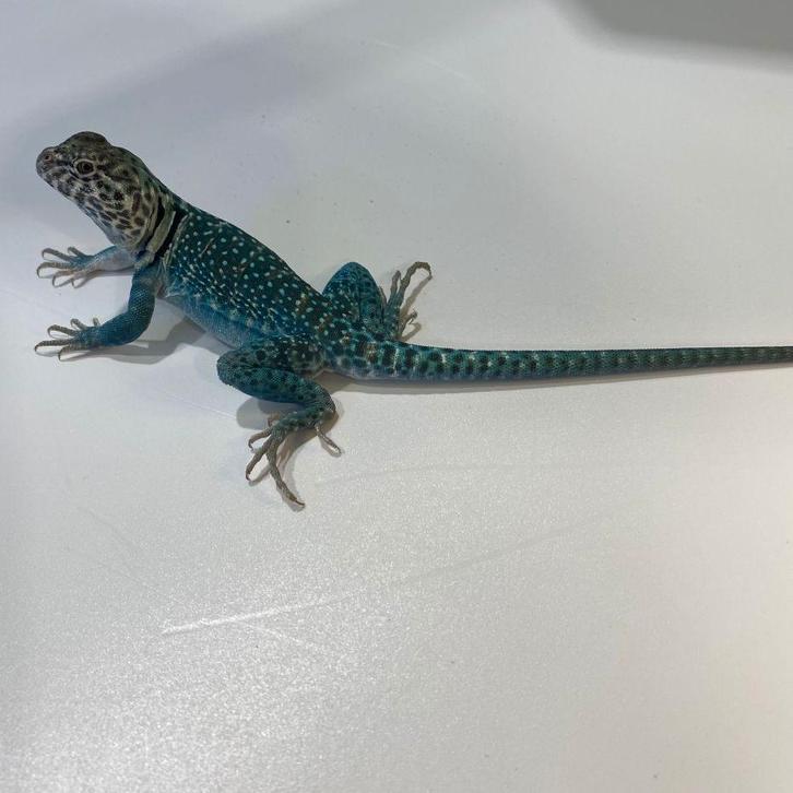 halsbandleguaan 'blazing blue' mannen, Dieren en Toebehoren, Reptielen en Amfibieën, Hagedis, 0 tot 2 jaar