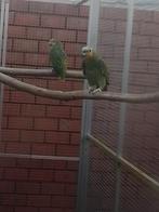 2-1 Venezuela amazone brr., Dieren en Toebehoren, Vogels | Parkieten en Papegaaien, Meerdere dieren, Papegaai, Geringd