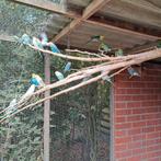 Grasparkiet, Dieren en Toebehoren, Vogels | Overige Vogels