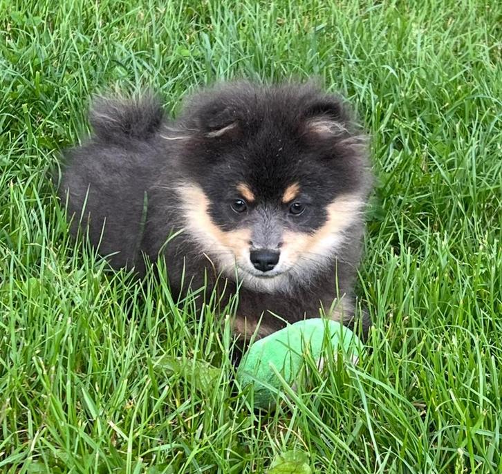 Prachtige keeshond (klein) met stamboom, Dieren en Toebehoren, Honden | Poolhonden, Keeshonden en Oertypen, Reu, Fokker | Professioneel