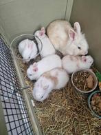 Dwerg konijnen te koop, Dieren en Toebehoren, Dwerg