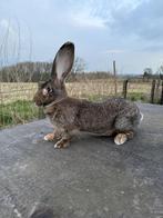 vlaamse reus, Dieren en Toebehoren, Konijnen, Meerdere dieren, Groot, 0 tot 2 jaar